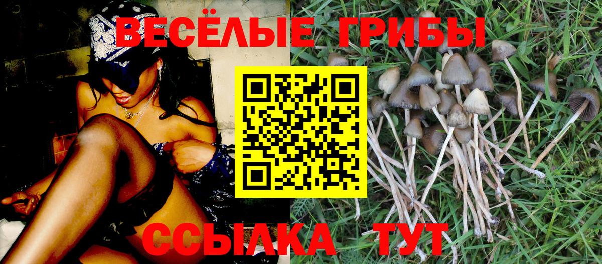 Псилоцибиновые грибы мицелий Торжок